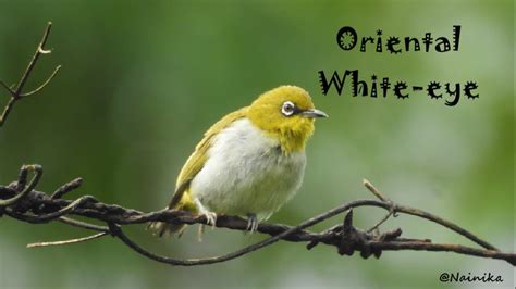 Indian White Eye Or Oriental White Eye Youtube