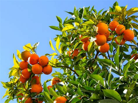 Oranger Pépinière Lijnen