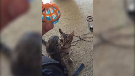 Cat Playing Fetch Youtube