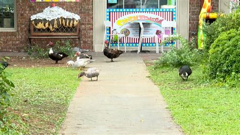 Seaside North Carolina town overrun with hundreds of non-native ducks
