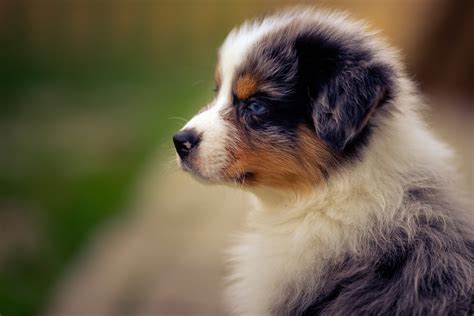 Australian Shepherds Wallpapers Wallpaper Cave