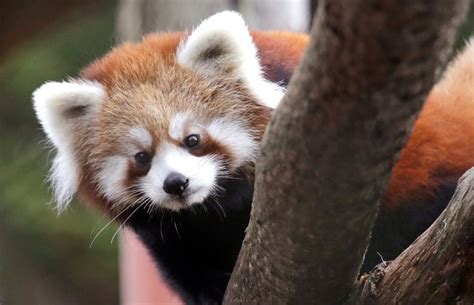 Red Pandas Escape Exhibit At Woodland Park Zoo Kafe 1041