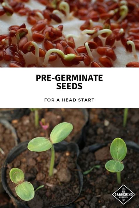 Seedlings need very bright light to keep from growing spindly and weak. Pre-Germinating Seeds Gives You a Head Start - Gardening ...