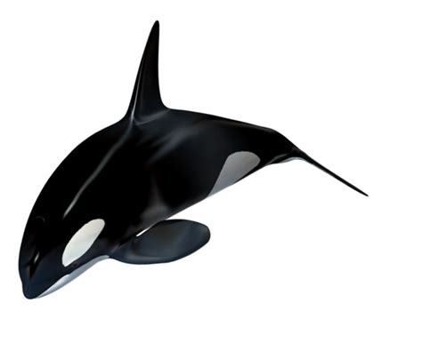 Killer Whale Png Transparent Image Download Size 561x457px