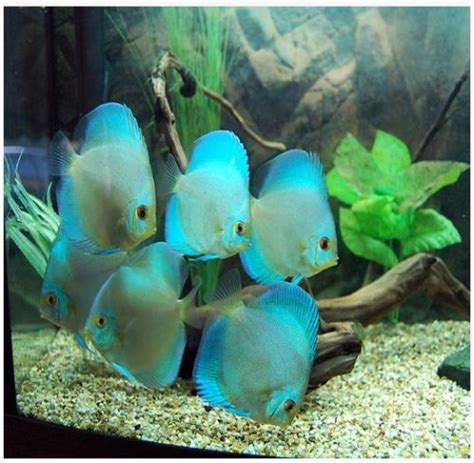 Blue Diamond Discus For Sale At Since 1987