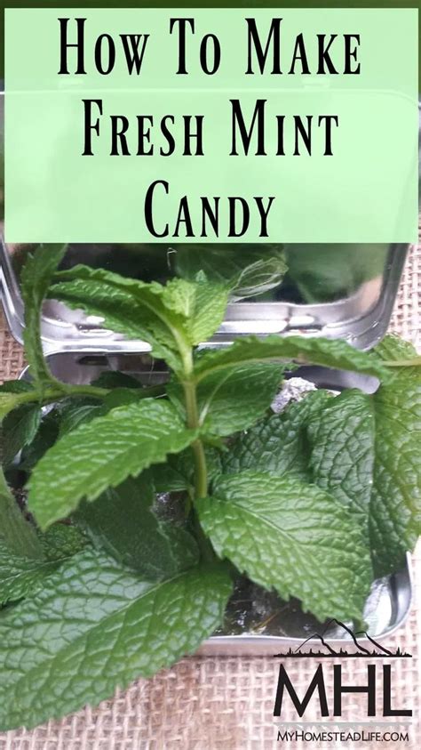 Mint Leaves In A Glass Container With Text Overlay How To Make Fresh