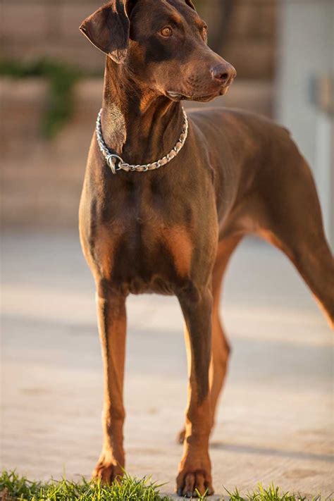Why Are They Called Doberman Pinschers