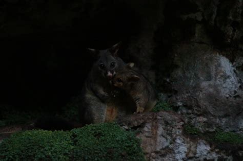 Native Australian Possums In Holes And Burrows In The Side Of A Cave In