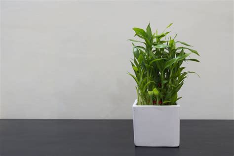 Indoor bamboo takes extra tlc, but once you get the knack for growing the plant, it can be the center attraction in your houseplant world. Bamboo Plants: Your No-Dirt, No-Fuss Touch of Green ...
