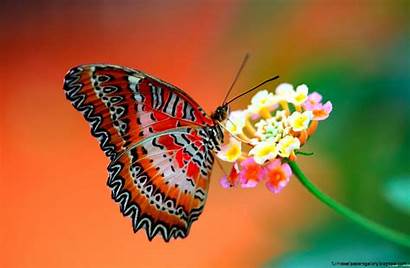 Butterfly Wallpapers Desktop