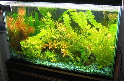 Finally got a diy co2 made for my tank. My DIY CO2 has no effect, ideas? - Aquarium Advice - Aquarium Forum Community