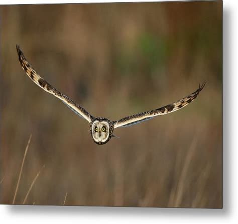 Short Eared Owl Photograph By Paul Scoullar