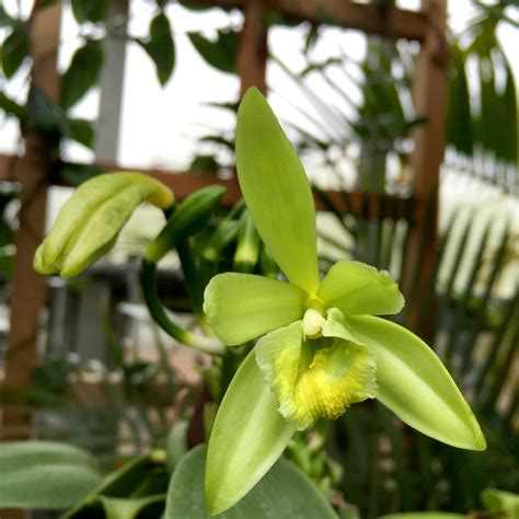Now Blooming: Vanilla - My Chicago Botanic Garden