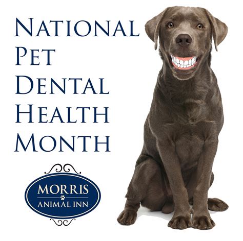 Shipping a pet overseas from the united states. If They Could Talk: National Pet Dental Health Month ...