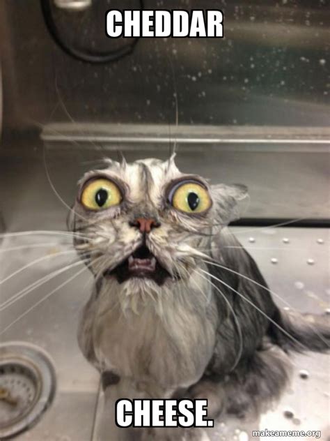 Cheddar Cheese Cat Bath Make A Meme