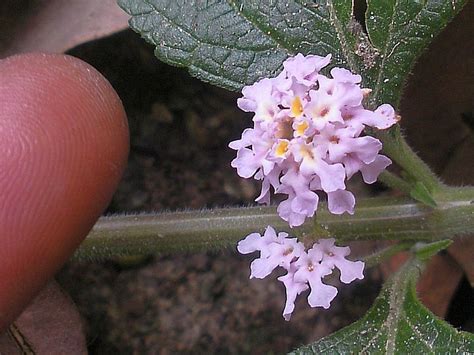 Lippia Alba Introduced Eflora Of India