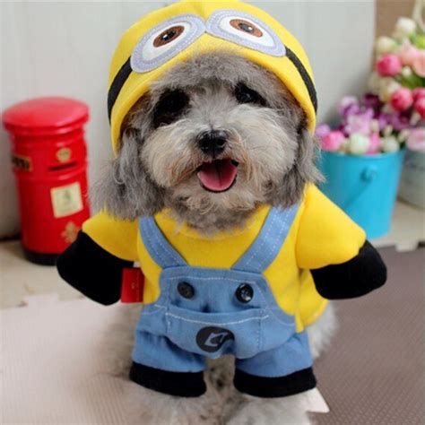 Dogs Dressed As Minions Vlrengbr