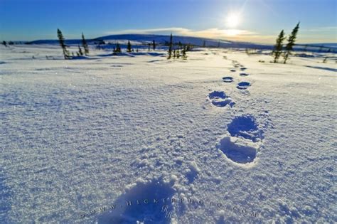 Snow Footprints Photo Information