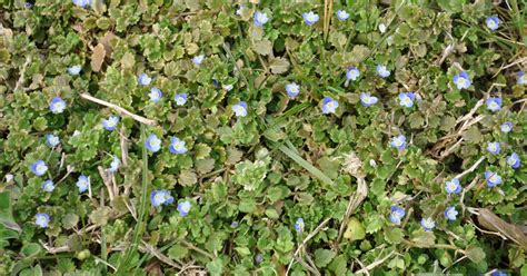 Blue Flower Weed In Lawn Mycoffeepotorg