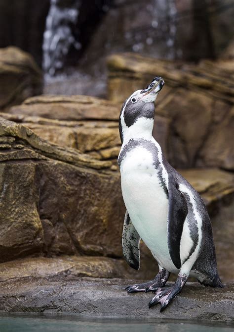 Fiordland Penguins Penguins Animals Melbourne Zoo