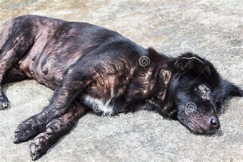 Leprosy Dog Stock Image Image Of Dirty Dermatitis Melancholy 43442851