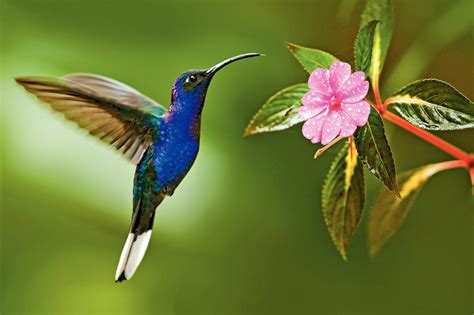 Best Hummingbird Houses Hummingbirds Plus