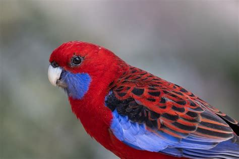 Crimson Rosella Parrot Bird Free Photo On Pixabay Pixabay
