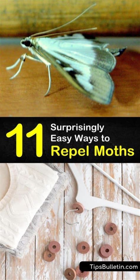 11 Surprisingly Easy Ways To Repel Moths Moth Cleaning Painted Walls Pantry Moths