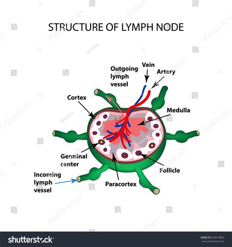 Ilustrasi Stok Anatomical Structure Lymph Node Infographics