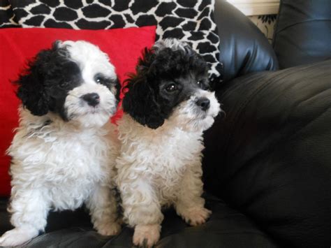 The poodle is a great family pet for both city and country living. gorgeous pedigree toy parti poodle male puppy | Coventry ...