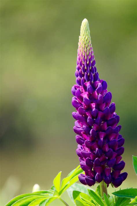 Purple Lupine Flower Slumberous Stills Pervasive Perspectives