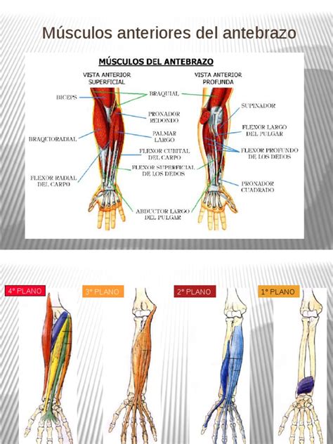 Musculos Anteriores Del Antebrazo Y Mano Extremidades Anatomía