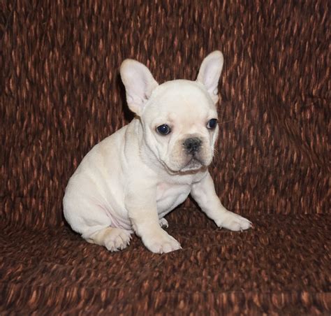 French bulldogs have erect bat ears and a charming, playful disposition. Cream French Bulldog Los Angeles CA For Sale | Pet Loan ...