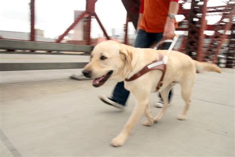 How Do Guide Dogs Work