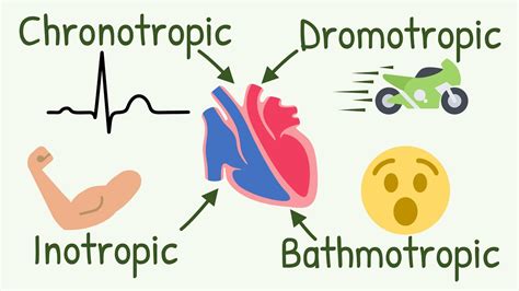 Chronotropic Inotropic Dromotropic Bathmotropic Actions Explained