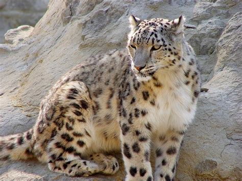Why Are Snow Leopards Endangered Top 4 Reasons Small Wild Cats Large