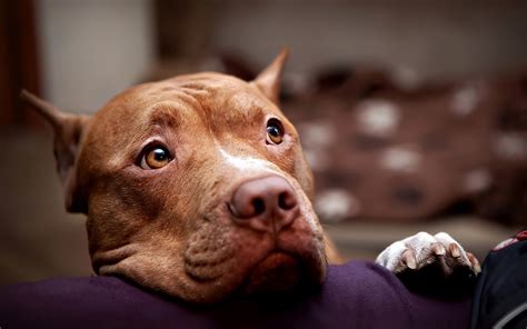 Pitbull Dogs Wallpapers 45 Images