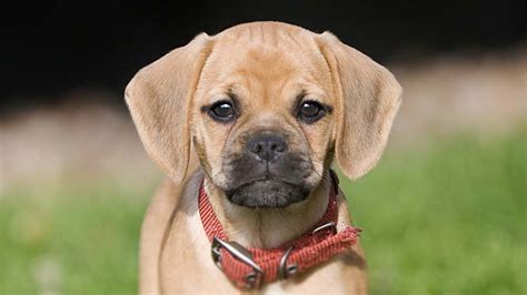 How Much Is A Puggle Dog