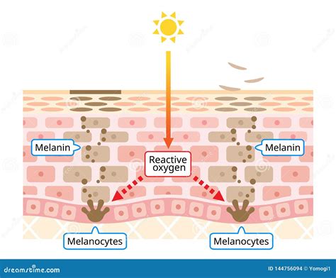 Mechanism Of Skin Cell Turnover Illustration Melanin And Melanocytes