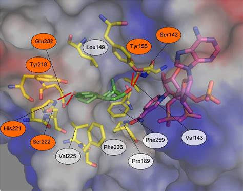 Figure 1 From Development Of A New Class Of Potent And Selective Non Steroidal Inhibitors Of