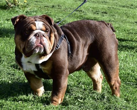 Naming your new puppy is one of the many joys of being a dog owner. Chocolate Tri Bulldog Huu clear | Leeds, West Yorkshire ...