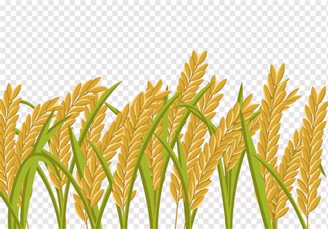 Rice Crop Wheat Paddy Field Cartoon Paddy Field Brown Wheat