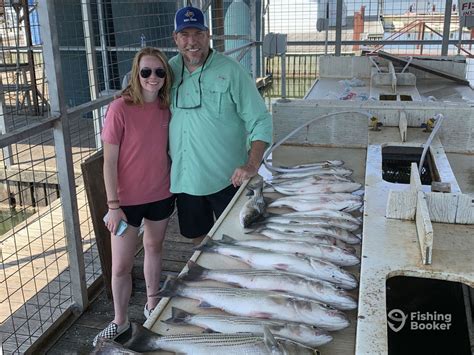 Bill Miller Texoma Striper Guide Updated 2024 Prices