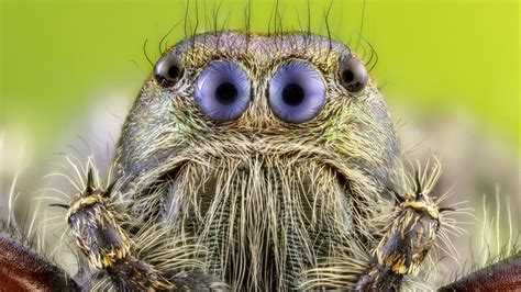 Tiny Spider Gets Big Close Up With Photographers Camera