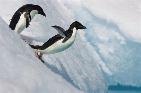 Adelie Penguin Jumping Off Iceberg Paulet Island Antarctica
