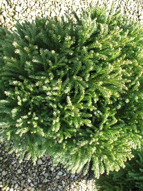 Online Plant Guide Cryptomeria Japonica Nana Dwarf Japanese Cedar