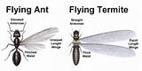 Pictures of Termite Vs Flying Ants