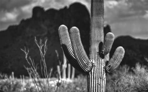 10 Incredible Saguaro Cactus Facts Desert Foothills Gardens