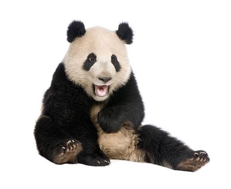 Panda White Background Pictures Images And Stock Photos Istock