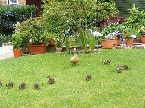 How To Raise Ducks In Your Backyard 5 Tips